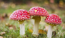 蘑菇视频爆料黑料吃瓜,揭秘娱乐圈黑料，吃瓜群众狂欢时刻